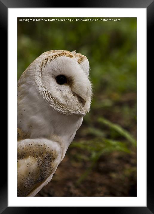 Barn Owl Framed Mounted Print by Mathew Hatton-Shearing