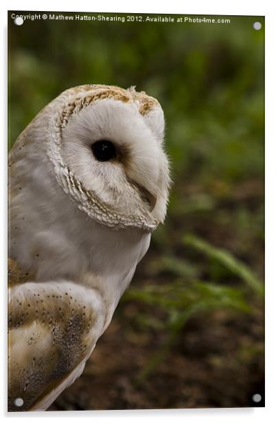 Barn Owl Acrylic by Mathew Hatton-Shearing