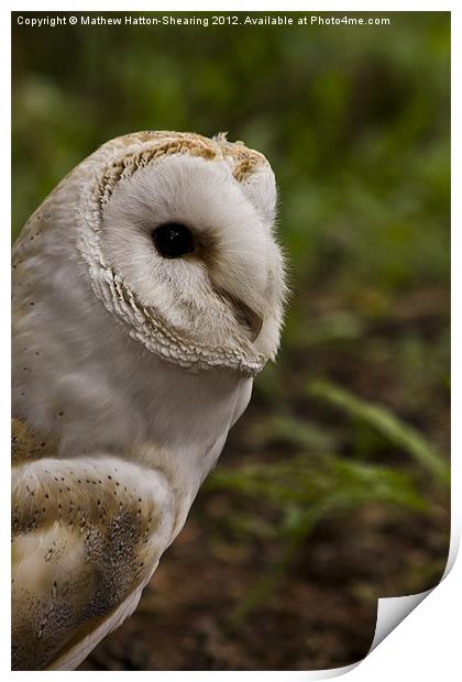 Barn Owl Print by Mathew Hatton-Shearing