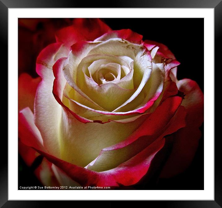 Rose beauty from inside out Framed Mounted Print by Sue Bottomley