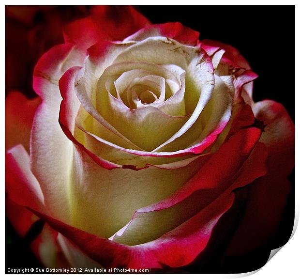 Rose beauty from inside out Print by Sue Bottomley