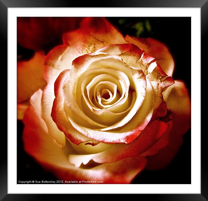 Red and cream rose Framed Mounted Print by Sue Bottomley