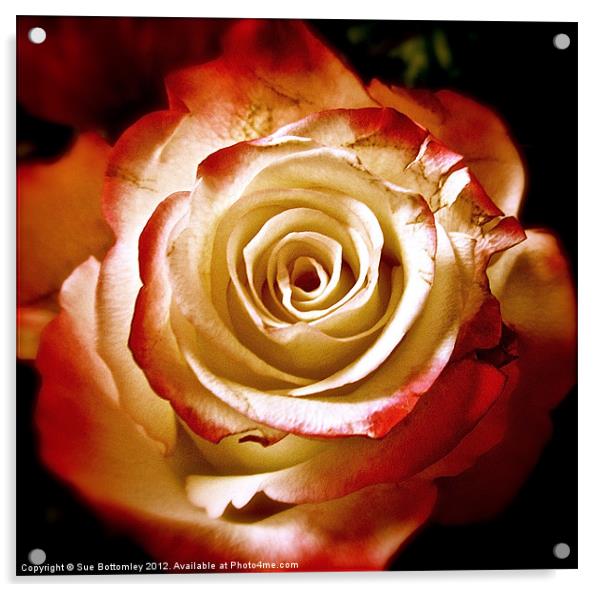 Red and cream rose Acrylic by Sue Bottomley