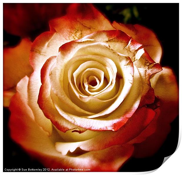 Red and cream rose Print by Sue Bottomley