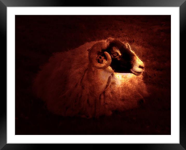 Sheep Framed Mounted Print by Debra Kelday