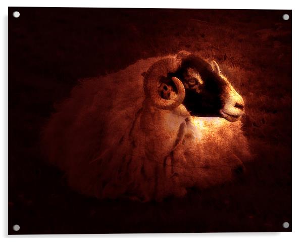 Sheep Acrylic by Debra Kelday