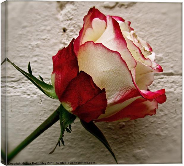 Cream and red rose Canvas Print by Sue Bottomley