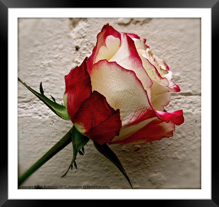 Cream and red rose Framed Mounted Print by Sue Bottomley