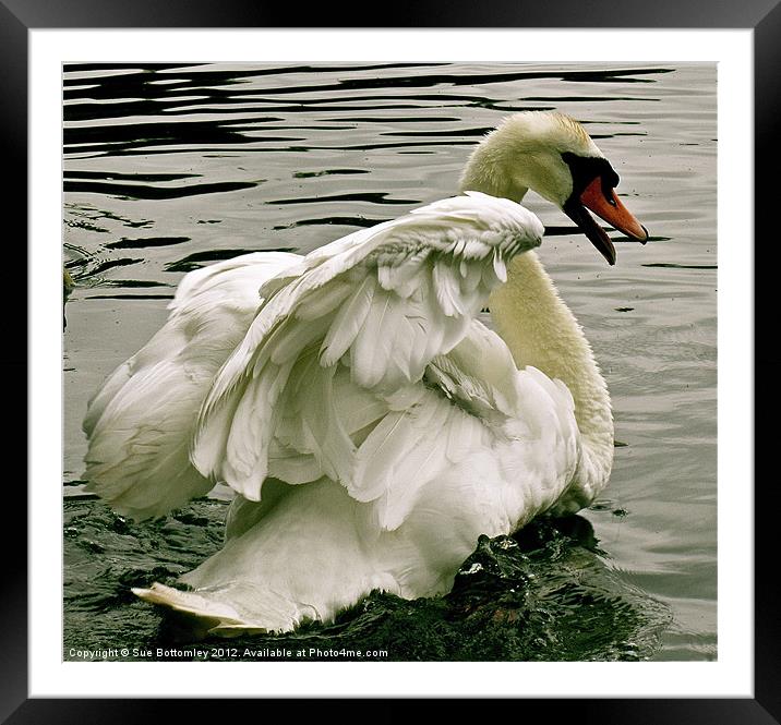 Swan in motion Framed Mounted Print by Sue Bottomley