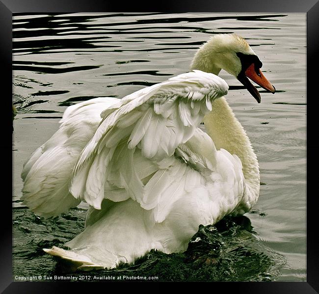 Swan in motion Framed Print by Sue Bottomley
