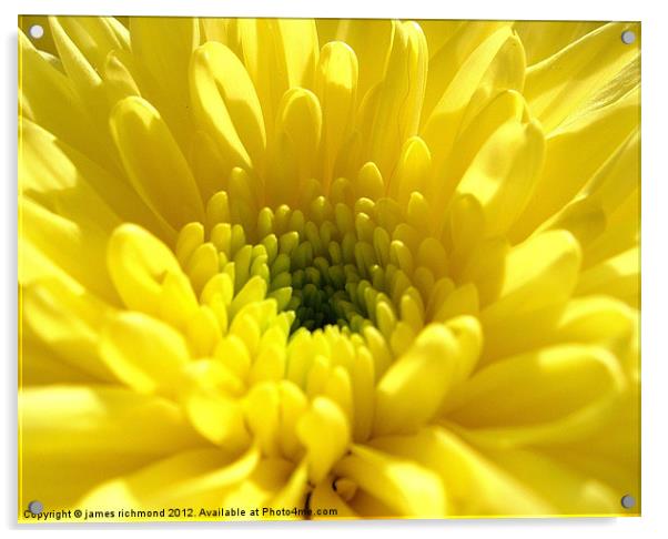 Yellow Chrysanthemum Acrylic by james richmond