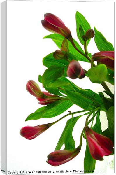 Peruruvian Lily -Alstroemeria Canvas Print by james richmond