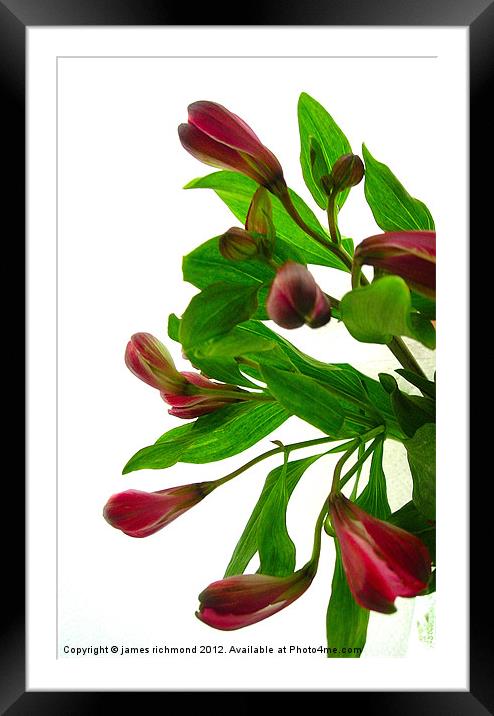 Peruruvian Lily -Alstroemeria Framed Mounted Print by james richmond