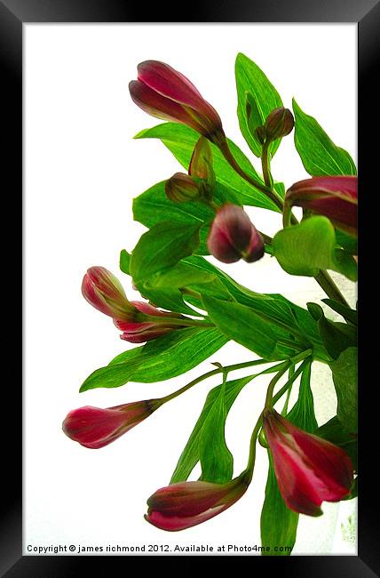 Peruruvian Lily -Alstroemeria Framed Print by james richmond