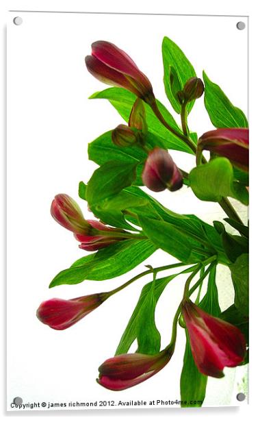 Peruruvian Lily -Alstroemeria Acrylic by james richmond