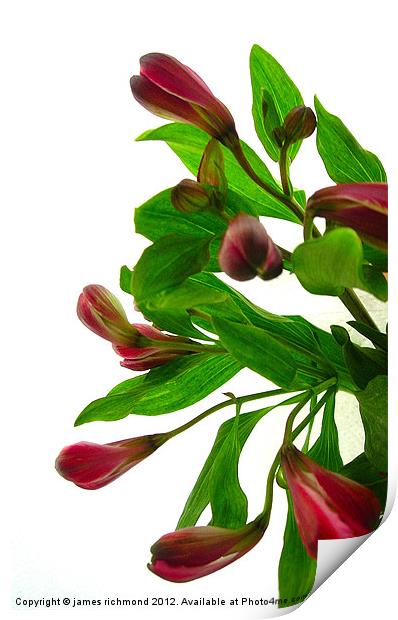 Peruruvian Lily -Alstroemeria Print by james richmond