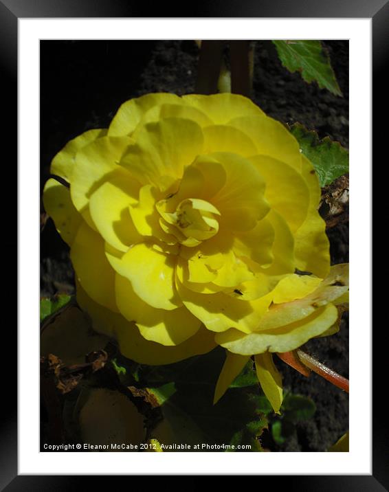 Sunshine Yellow! Framed Mounted Print by Eleanor McCabe