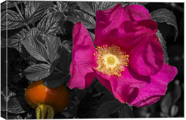 Flowering Rose Hip Canvas Print by Sam Smith