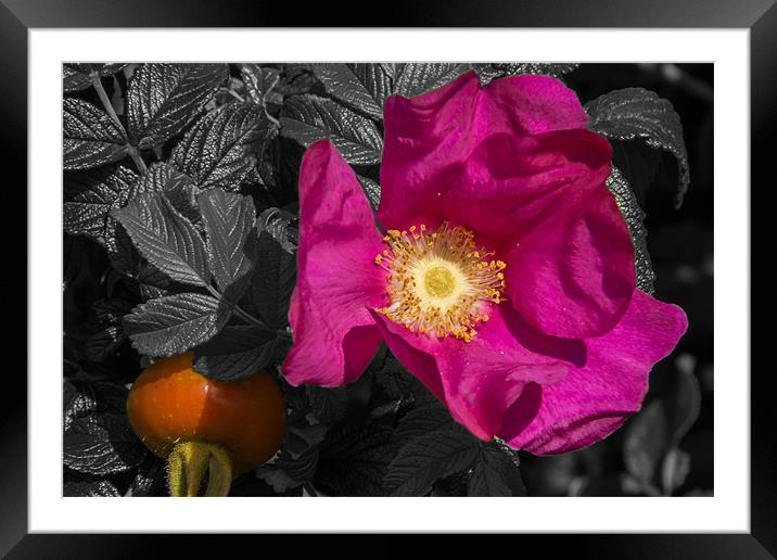 Flowering Rose Hip Framed Mounted Print by Sam Smith