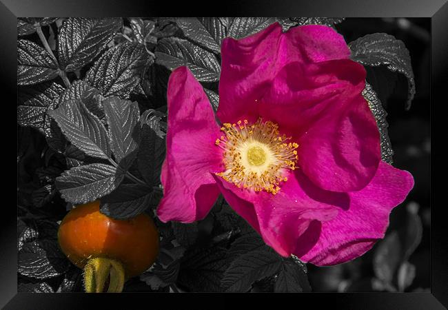 Flowering Rose Hip Framed Print by Sam Smith