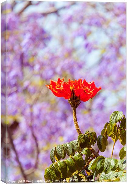 red flowering tree Canvas Print by Craig Lapsley