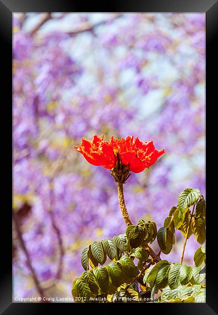 red flowering tree Framed Print by Craig Lapsley