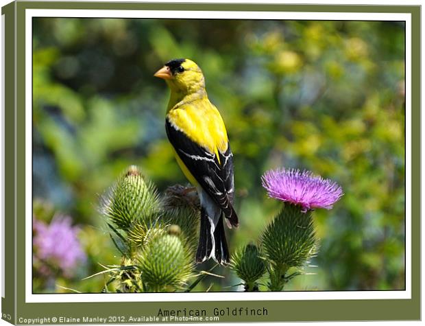 American Goldfinch Canvas Print by Elaine Manley