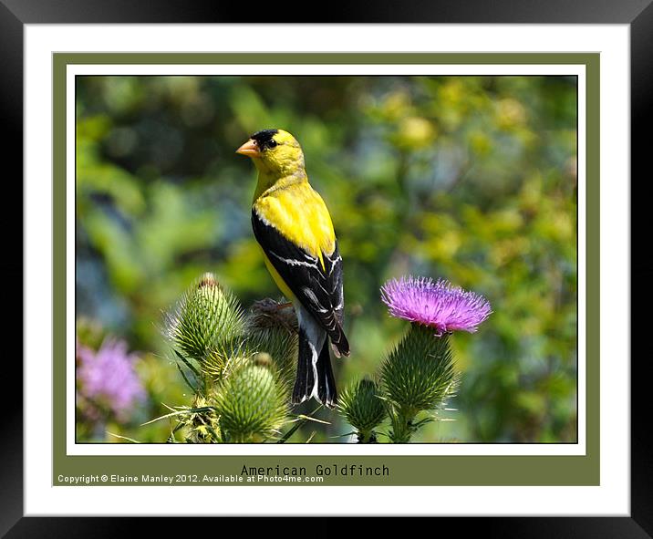 American Goldfinch Framed Mounted Print by Elaine Manley