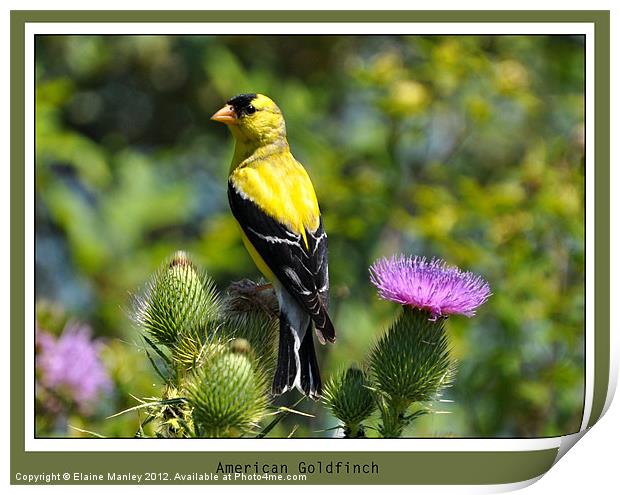 American Goldfinch Print by Elaine Manley