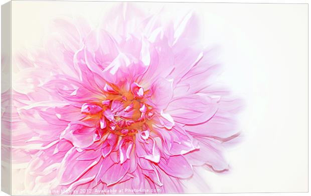 Pink Dalhia Flower on White Canvas Print by Elaine Manley