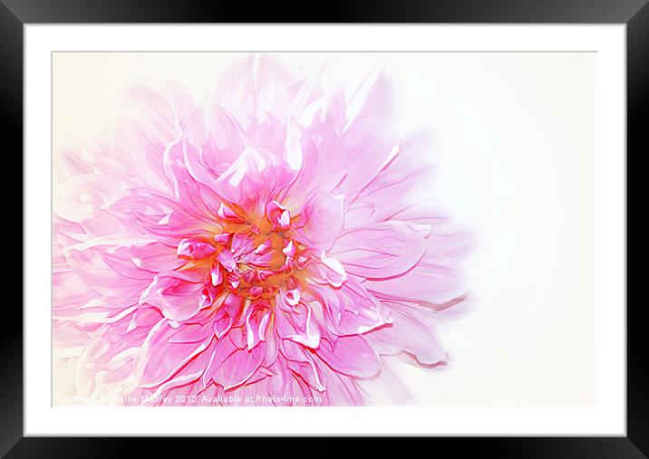 Pink Dalhia Flower on White Framed Mounted Print by Elaine Manley