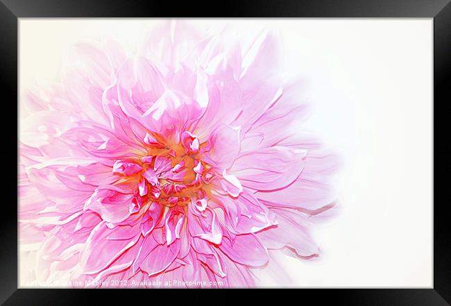 Pink Dalhia Flower on White Framed Print by Elaine Manley