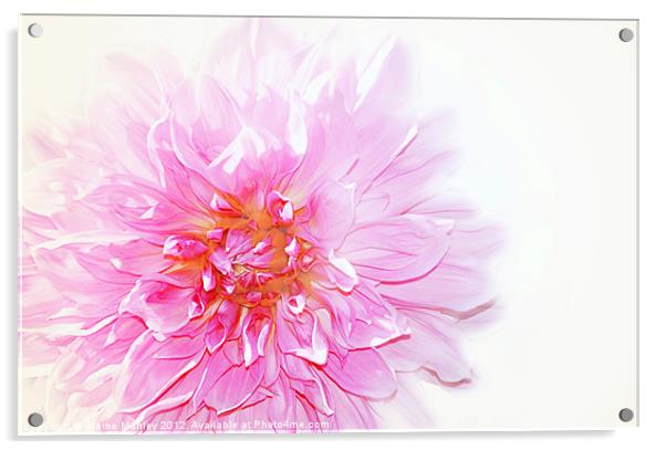 Pink Dalhia Flower on White Acrylic by Elaine Manley