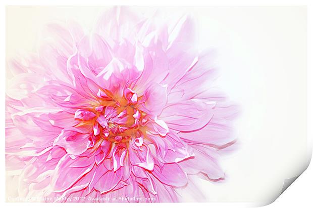 Pink Dalhia Flower on White Print by Elaine Manley