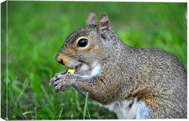 Squirrel with Peanut Canvas Print by Elaine Manley