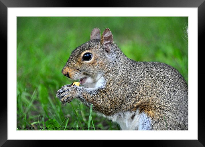 Squirrel with Peanut Framed Mounted Print by Elaine Manley