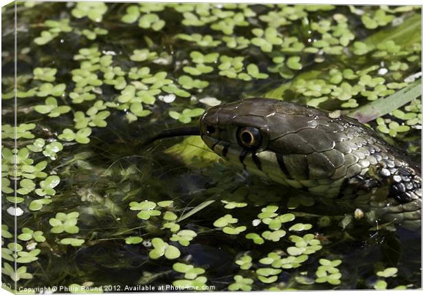 Grass snake in pond Canvas Print by Philip Pound