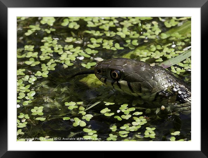 Grass snake in pond Framed Mounted Print by Philip Pound