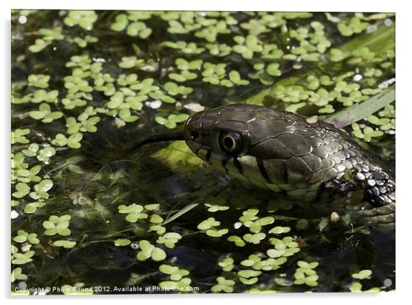 Grass snake in pond Acrylic by Philip Pound