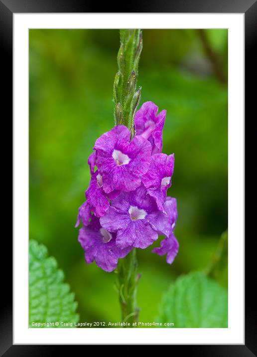 pretty purple flower Framed Mounted Print by Craig Lapsley