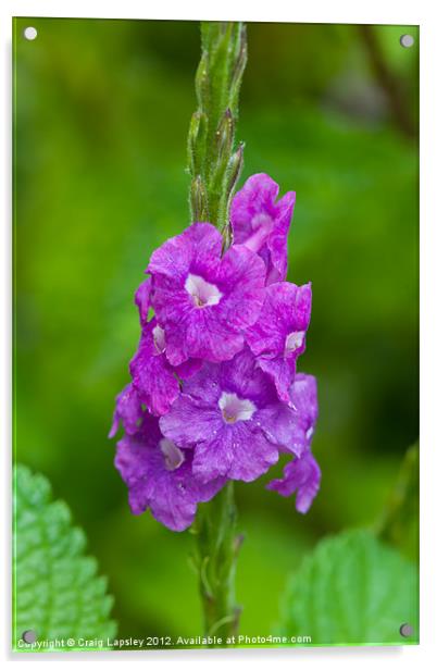 pretty purple flower Acrylic by Craig Lapsley