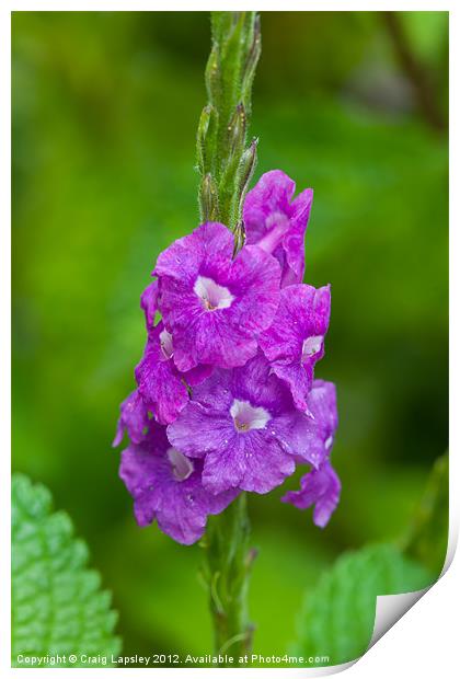 pretty purple flower Print by Craig Lapsley