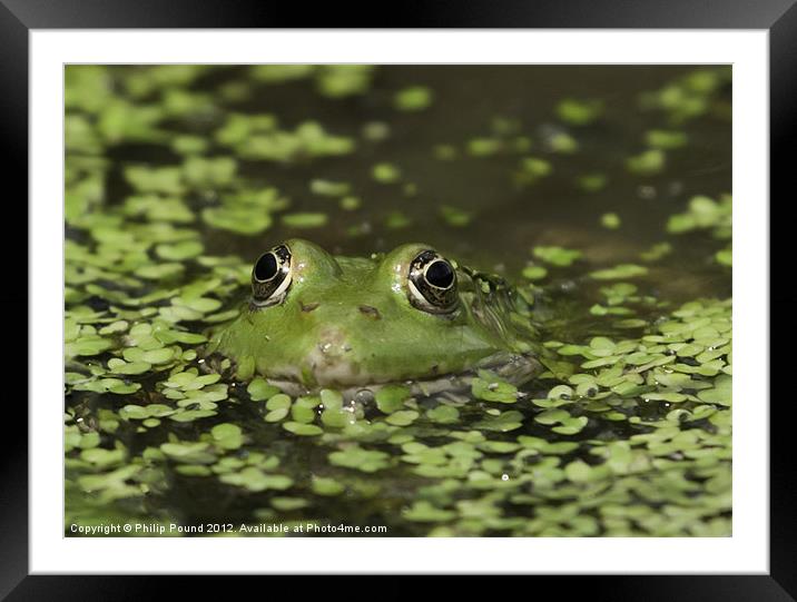 Frog In Pond Framed Mounted Print by Philip Pound