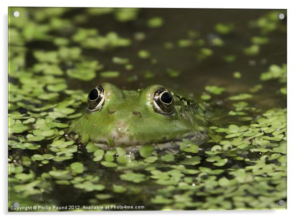 Frog In Pond Acrylic by Philip Pound