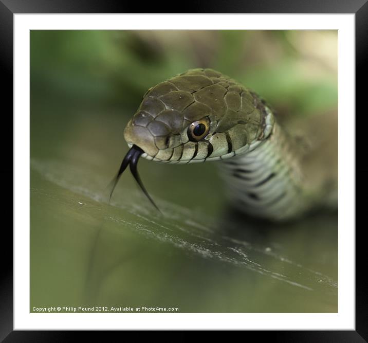 Grass Snake Framed Mounted Print by Philip Pound
