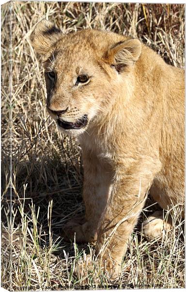 African Lion Cub Canvas Print by Carole-Anne Fooks