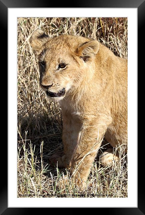 African Lion Cub Framed Mounted Print by Carole-Anne Fooks