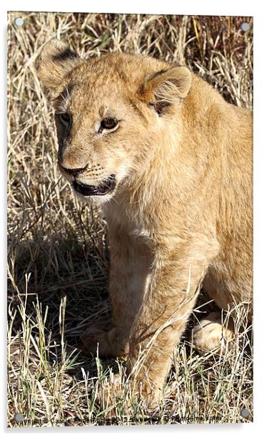 African Lion Cub Acrylic by Carole-Anne Fooks