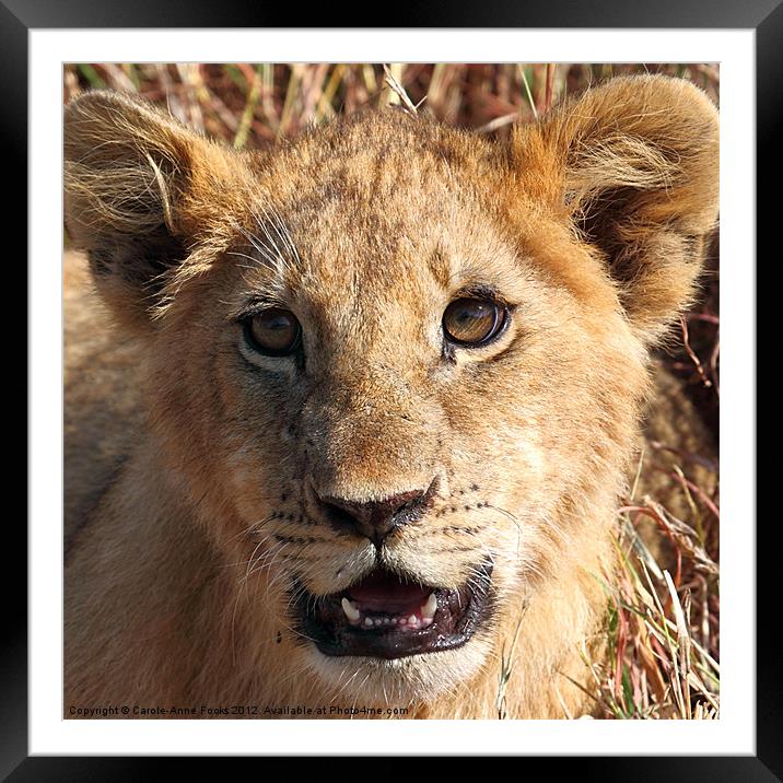Lion Cub Portrait Framed Mounted Print by Carole-Anne Fooks