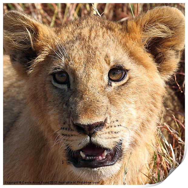 Lion Cub Portrait Print by Carole-Anne Fooks